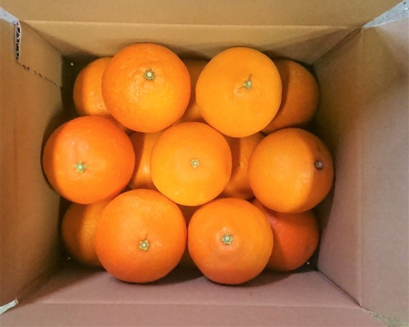 画像3: 11月下旬〜【愛媛のまどんな】あいか28号 3kg (3)