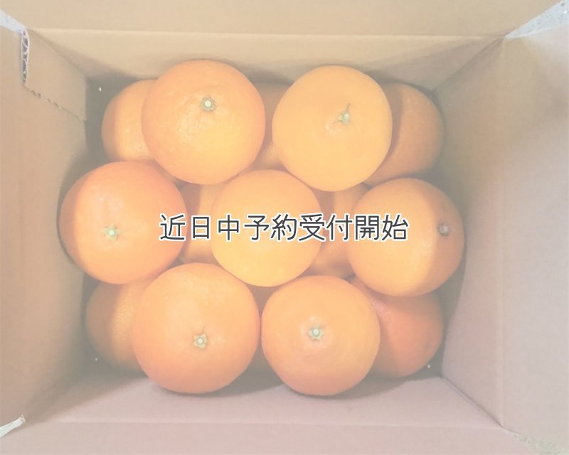 画像2: 【愛媛自慢の人気柑橘】甘平 3kg (2)