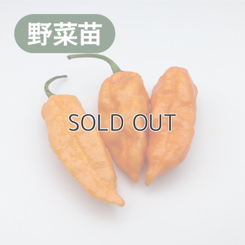 画像1: ★専用商品★ (1)