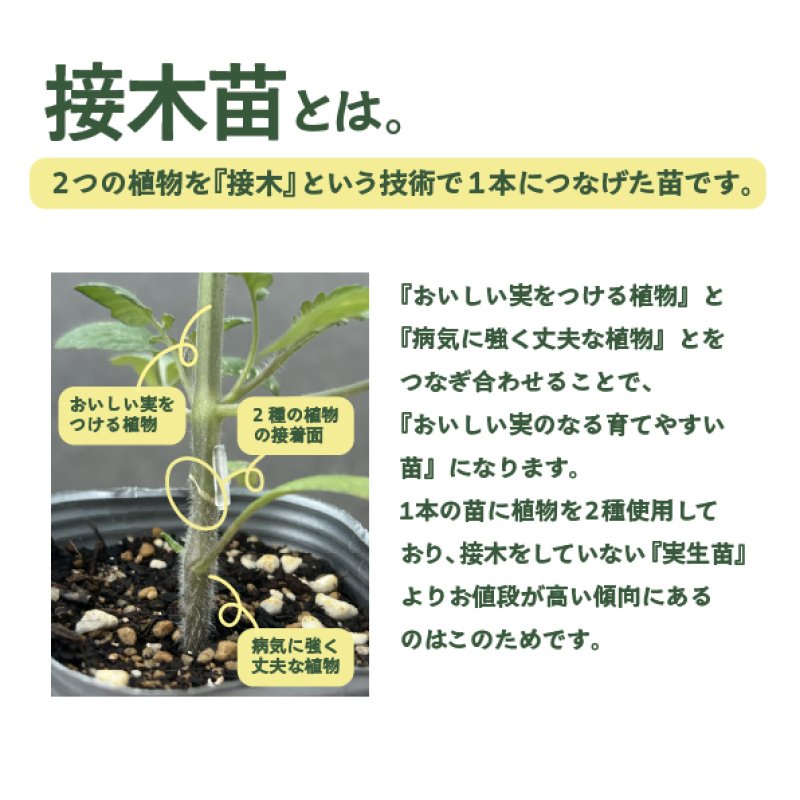 画像2: 【野菜苗】選べる6本セット（1~6本）★同梱可能商品 (2)