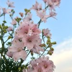 画像1: 【愛媛県オリジナルデルフィニウム】さくらひめ(4号)★同梱可能商品 (1)