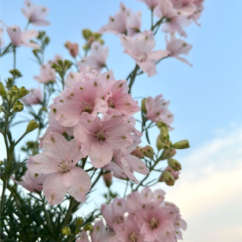 画像1: 【愛媛県オリジナルデルフィニウム】さくらひめ(4号)★同梱可能商品 (1)