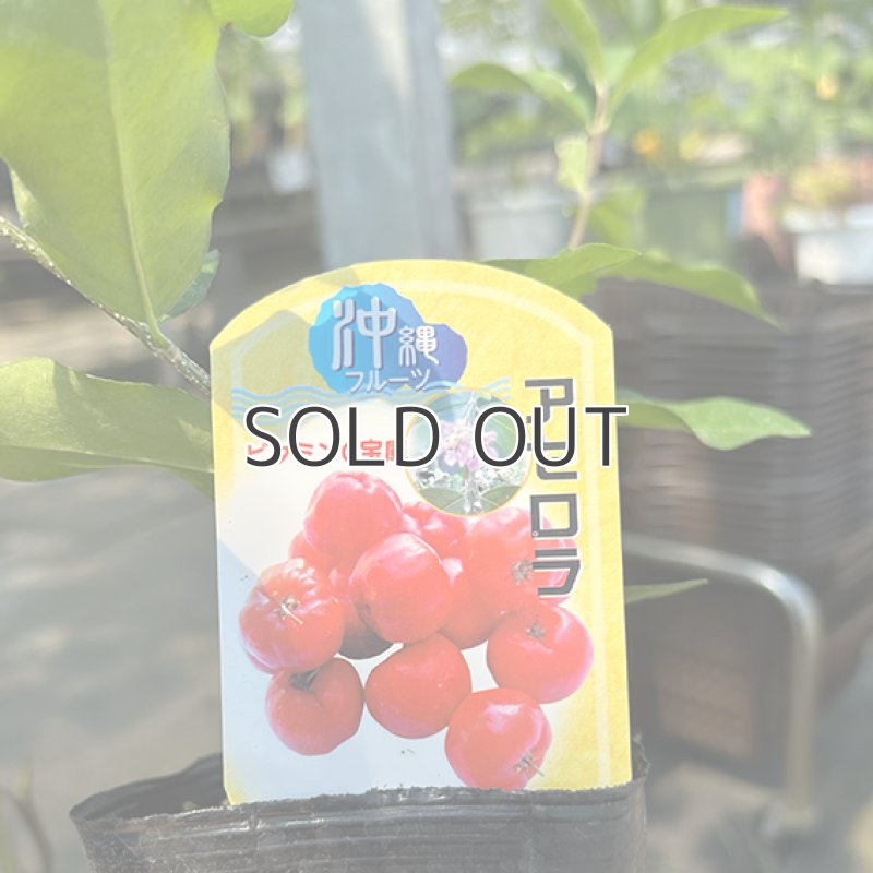 画像2: 【苗木】アセロラ (2)