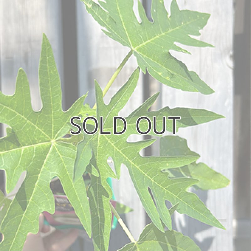 画像3: 【苗木】青パパイヤ「ダイナミックゴールド」 (3)