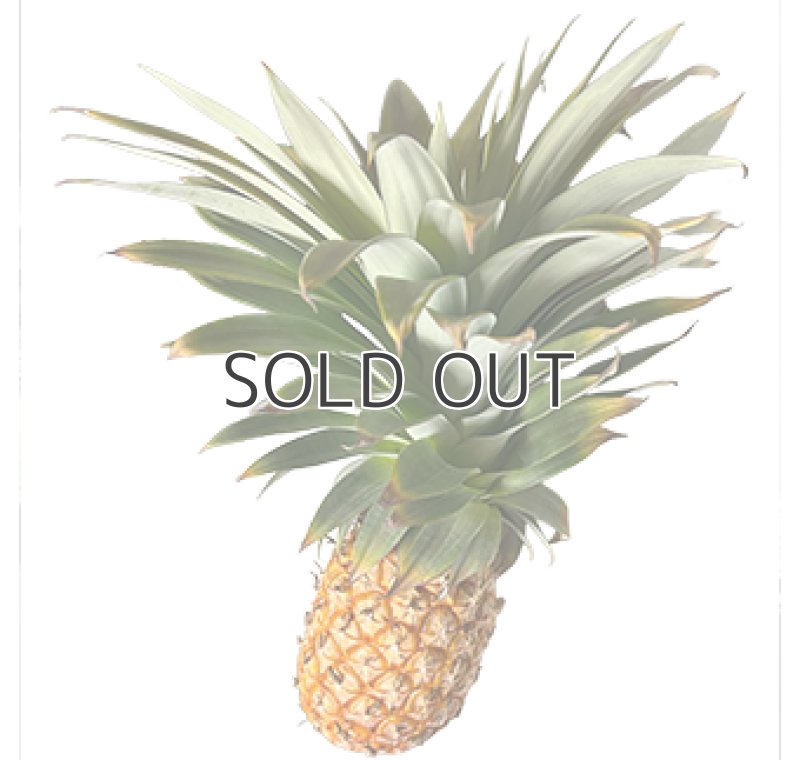 画像3: 【苗木】スナックパイン (3)