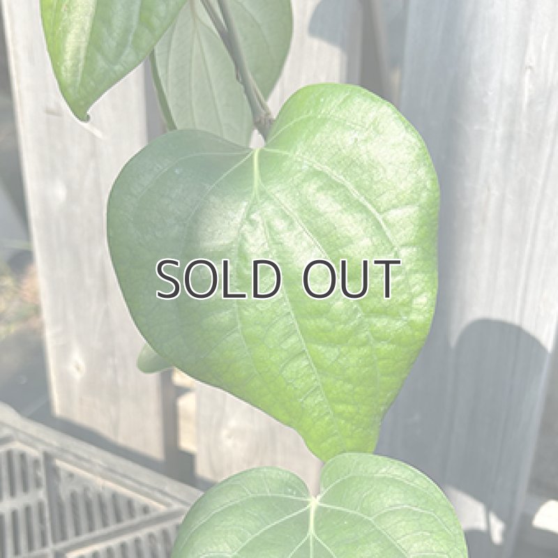 画像3: 【苗木】黒胡椒（コショウ） (3)