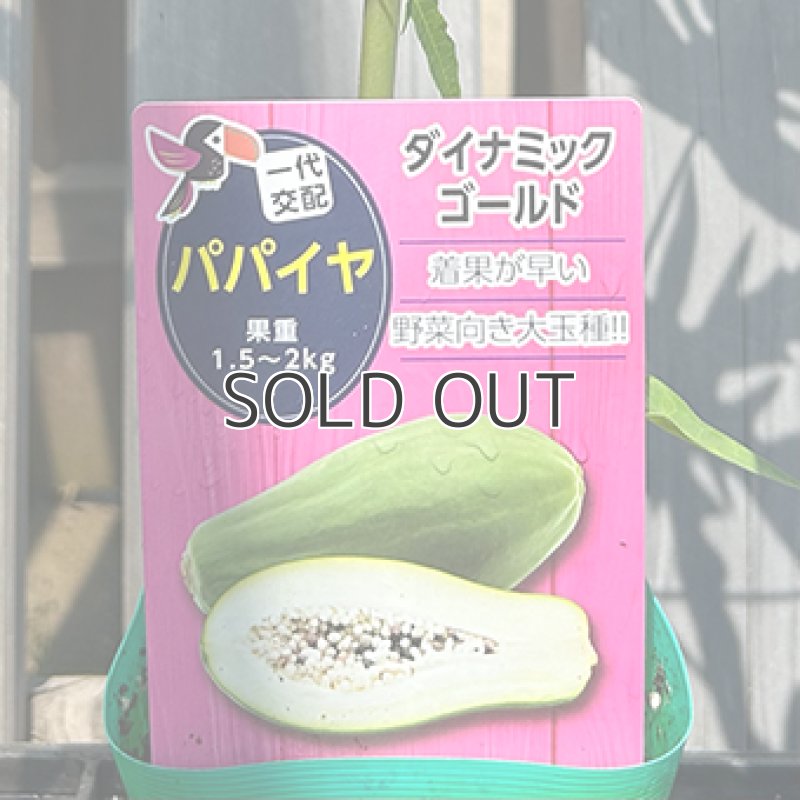 画像2: 【苗木】青パパイヤ「ダイナミックゴールド」 (2)
