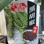 画像2: 【苗木】黒胡椒（コショウ） (2)