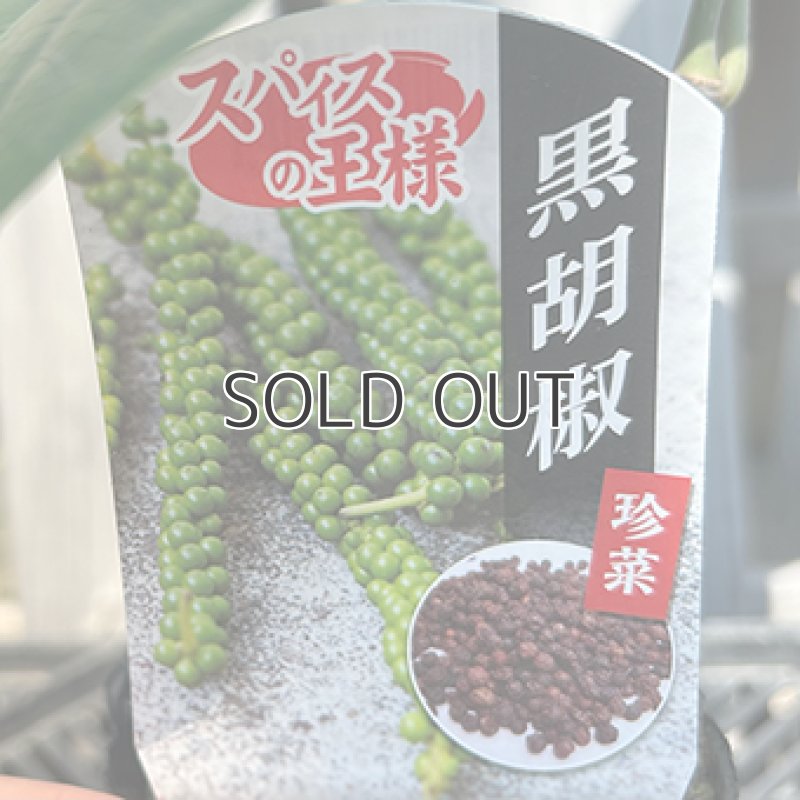 画像2: 【苗木】黒胡椒（コショウ） (2)