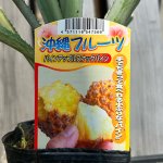 画像2: 【苗木】スナックパイン (2)