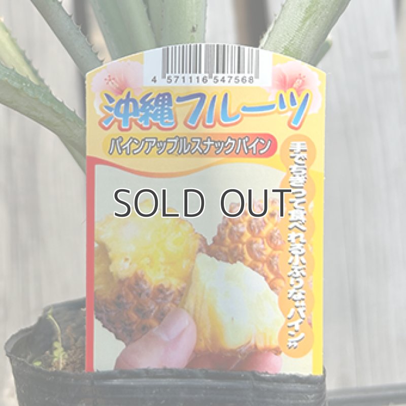 画像2: 【苗木】スナックパイン (2)