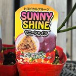 画像1: 【苗木】パッションフルーツ (1)