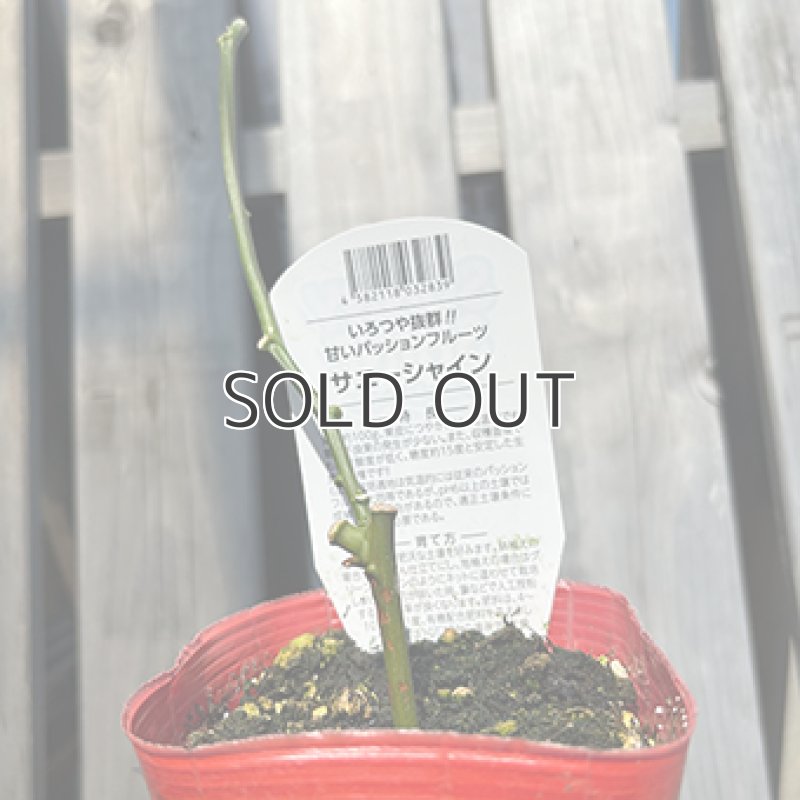 画像2: 【苗木】パッションフルーツ (2)