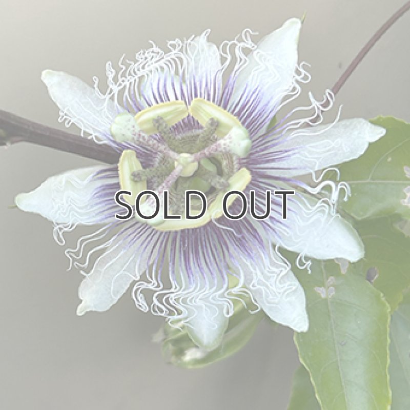 画像3: 【苗木】パッションフルーツ (3)