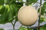 画像3: 【滋賀県産】アールスメロン（赤肉／２Lサイズ） (3)