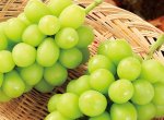 画像1: 【高原ブドウ】シャインマスカット 2 kg（良品） (1)