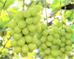 画像2: 【高原ブドウ】シャインマスカット 2 kg（良品） (2)