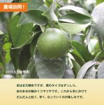 画像2: 11月下旬〜【愛媛のまどんな】あいか28号 3kg (2)