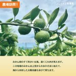 画像4: 10月下旬〜【真穴産】早生みかん 5kg (4)