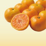 画像1: 11月中旬〜【真穴産】温州みかん 5kg (1)