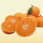 画像1: 1月下旬〜【柑橘の大トロ】せとか 3kg (1)