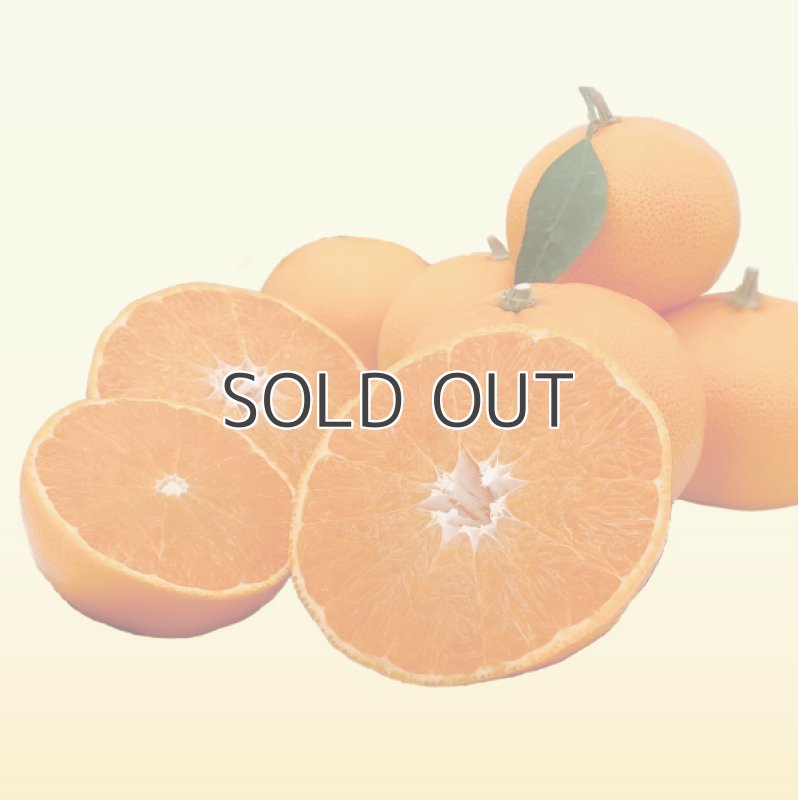 画像1: 【柑橘の大トロ】せとか 3kg (1)