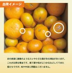 画像3: 10月下旬〜【真穴産】早生みかん 5kg (3)