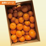 画像2: 10月下旬〜【真穴産】早生みかん 5kg (2)