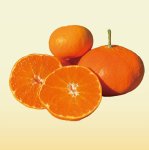 画像1: 【愛媛自慢の人気柑橘】甘平 3kg (1)