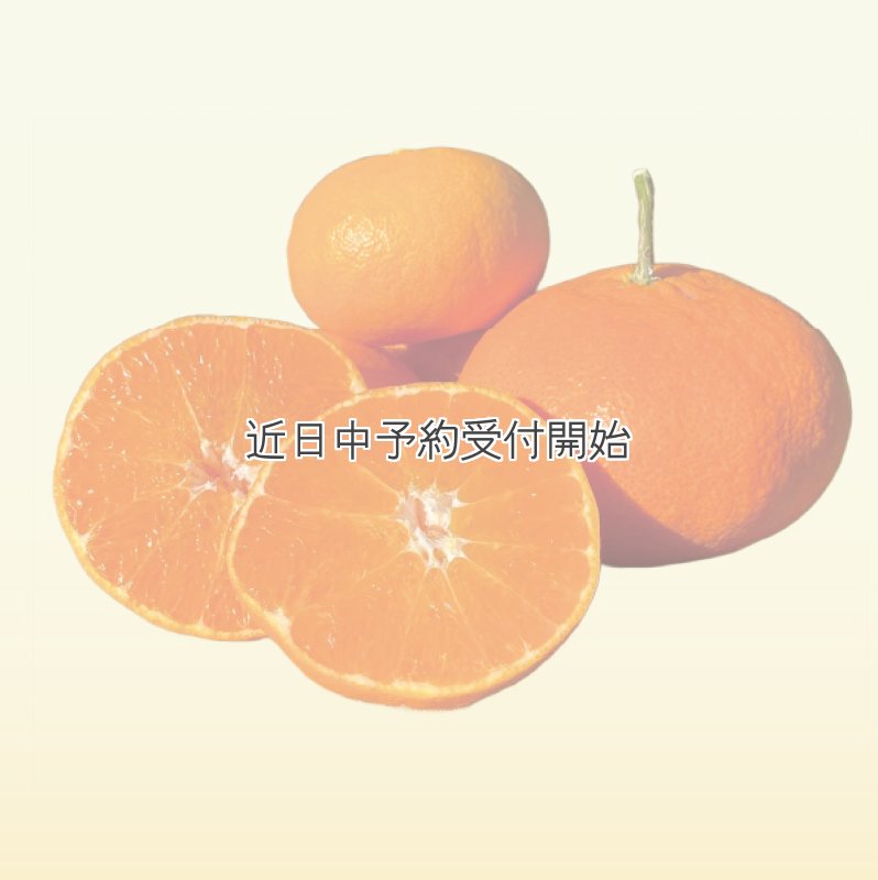 画像1: 【愛媛自慢の人気柑橘】甘平 3kg (1)