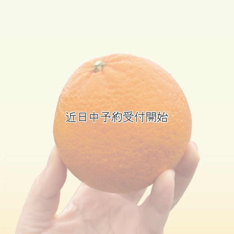 画像1: 【愛媛のプリンセス】あいか48号 3kg (1)