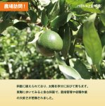 画像2: 【愛媛のプリンセス】あいか48号 3kg (2)