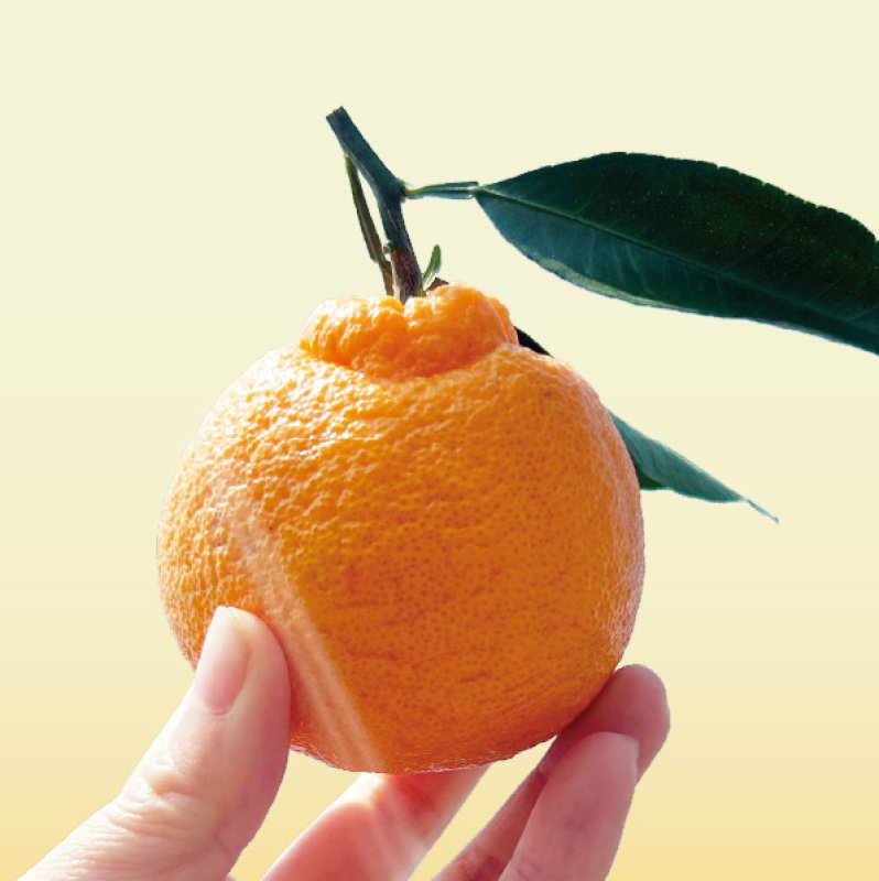 画像1: 【完熟】葉付き不知火 3kg (1)