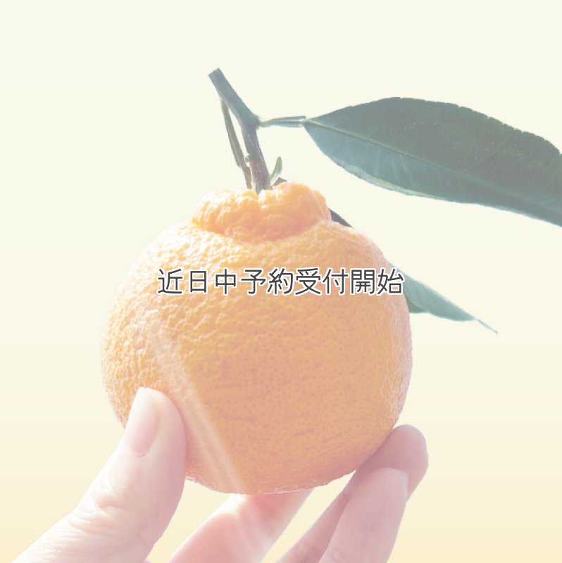 画像1: 【完熟】葉付き不知火 3kg (1)