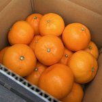 画像2: 【希少セット】プリンセスと甘平セット (2)