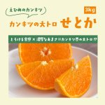 画像1: 【柑橘界の大トロ】せとか※ご家庭用※数量限定※ (1)