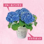 画像2: 【2026母の日ギフト】アジサイ (2)