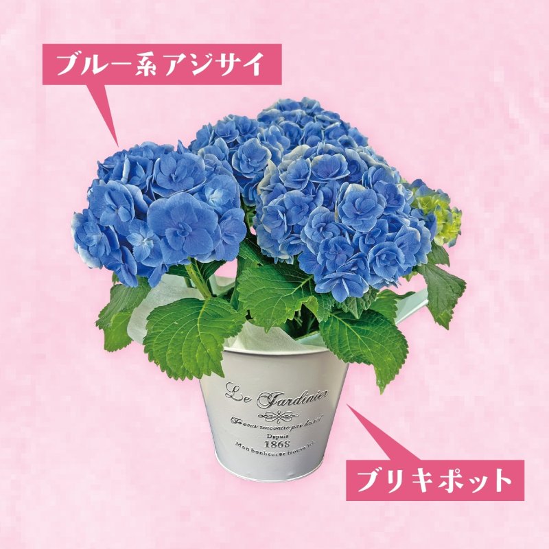 画像2: 【2026母の日ギフト】アジサイ (2)