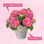 画像4: 【2026母の日ギフト】アジサイ (4)