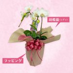 画像2: 【2026母の日ギフト】胡蝶蘭（ミディサイズ） (2)