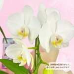 画像3: 【2026母の日ギフト】胡蝶蘭（ミディサイズ） (3)