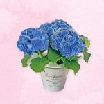画像1: 【2026母の日ギフト】アジサイ (1)