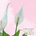 画像3: 【2026母の日ギフト】寄せカゴ（エレガント） (3)