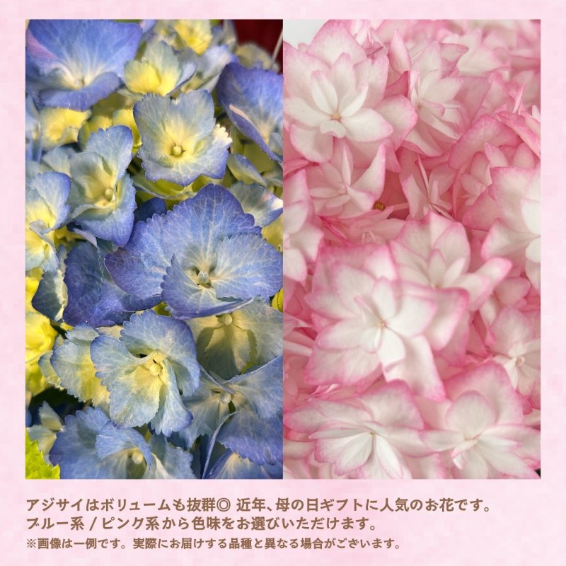 画像5: 【2026母の日ギフト】アジサイ (5)