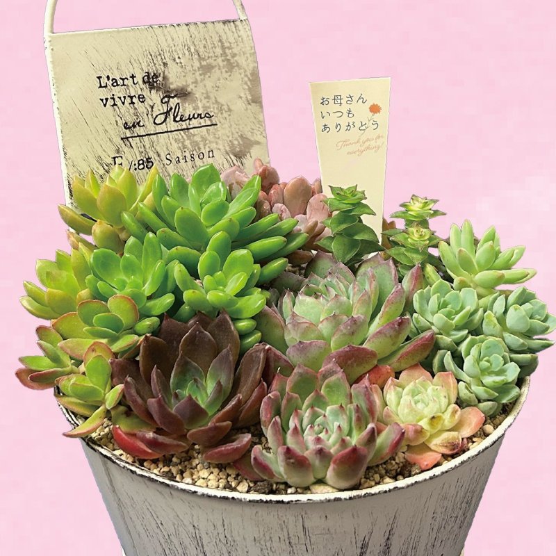 画像1: 【2026母の日ギフト】多肉植物寄せ植え (1)