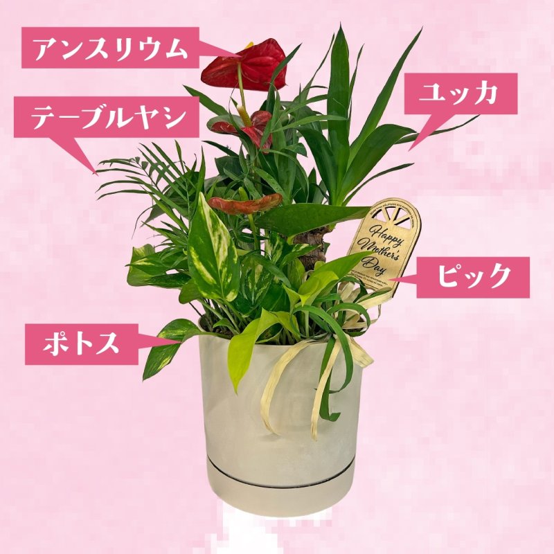 画像2: 【2026母の日ギフト】観葉植物寄せ植え (2)