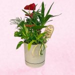 画像1: 【2026母の日ギフト】観葉植物寄せ植え (1)