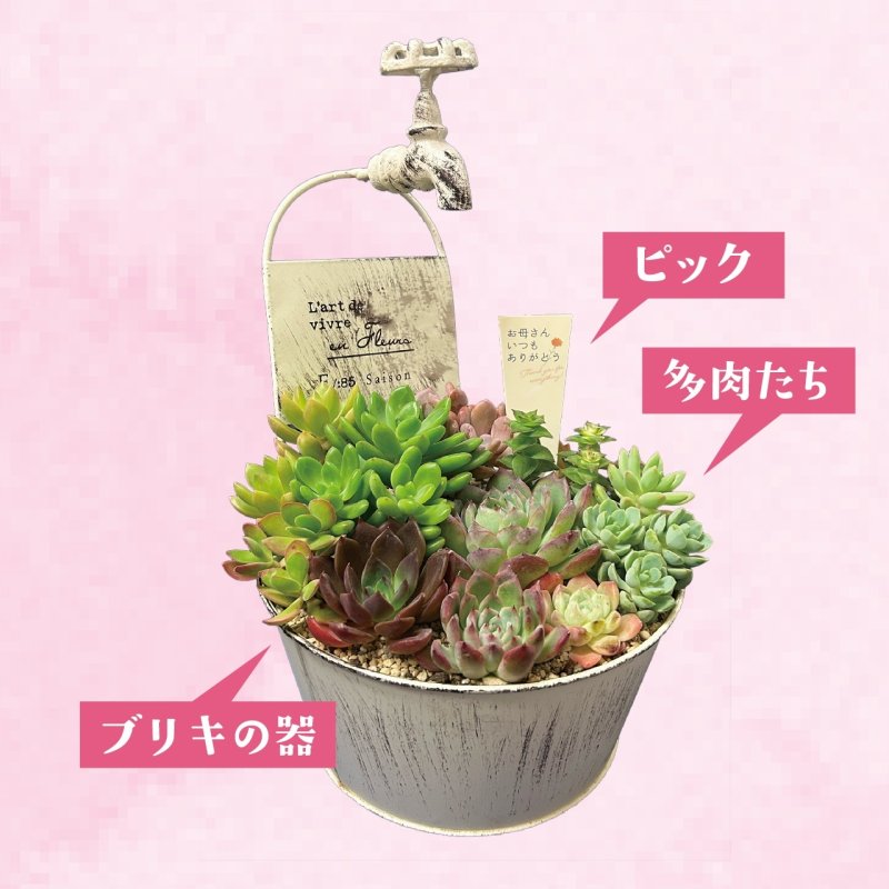 画像2: 【2026母の日ギフト】多肉植物寄せ植え (2)