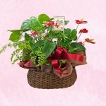 画像1: 【2026母の日ギフト】寄せカゴ（プレミアム） (1)