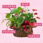 画像2: 【2026母の日ギフト】寄せカゴ（プレミアム） (2)